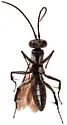 Agenioideus birkmanni - photo 5