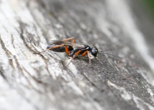 Agenioideus cinctellus