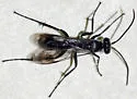 Agenioideus humilis