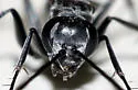 Agenioideus humilis - photo 2