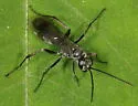 Agenioideus humilis - photo 3