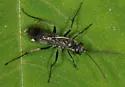 Agenioideus humilis - photo 4