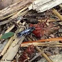 Agenioideus humilis - photo 5