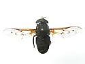 Agkistrocerus finitimus