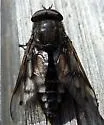 Agkistrocerus megerlei