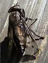 Agkistrocerus megerlei - photo 2