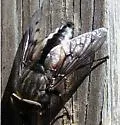 Agkistrocerus megerlei - photo 3