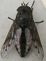 Agkistrocerus megerlei - photo 4