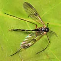 Aglaomyia gatineau - photo 2