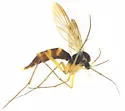 Aglaomyia gatineau - photo 3