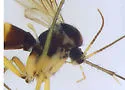 Aglaomyia gatineau - photo 4
