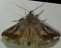 Aglaonice otignatha - Hodges#8390.1