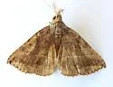 Aglaonice otignatha - Hodges#8390.1 - photo 2