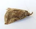 Aglaonice otignatha - Hodges#8390.1 - photo 4