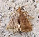 Aglaonice otignatha - Hodges#8390.1 - photo 5