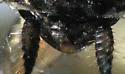 Little Gem Cockroach