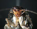 Little Gem Cockroach - photo 2
