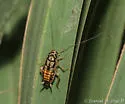 Little Gem Cockroach - photo 3