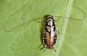 Little Gem Cockroach - photo 4
