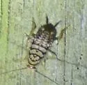 Little Gem Cockroach - photo 5