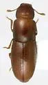 Aglenus brunneus