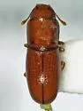 Aglenus brunneus - photo 2