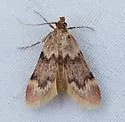 Aglossa acallalis - Hodges#5519