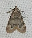 Aglossa acallalis - Hodges#5519 - photo 2