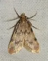 Aglossa acallalis - Hodges#5519 - photo 3