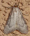 Aglossa acallalis - Hodges#5519 - photo 4