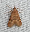 Aglossa acallalis - Hodges#5519 - photo 5