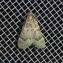 Aglossa baba - Hodges#5520