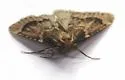 Aglossa cacamica - Hodges#5514 - photo 2