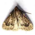 Aglossa cacamica - Hodges#5514 - photo 3