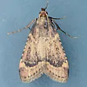 Aglossa cacamica - Hodges#5514 - photo 4