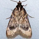 Aglossa cacamica - Hodges#5514 - photo 5