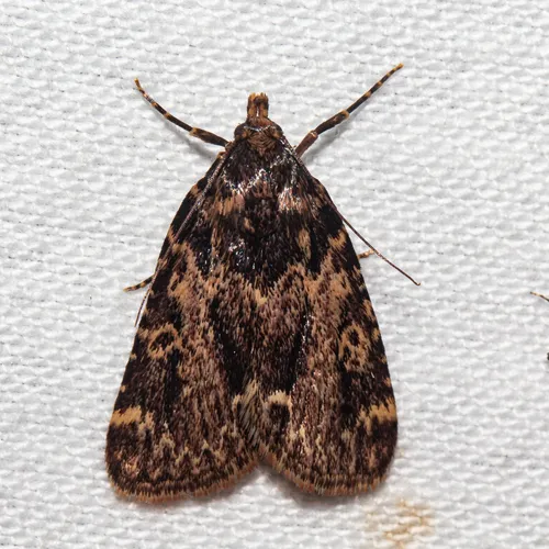 Stored Grain Moth - Hodges#5517
