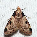 Aglossa costiferalis - Hodges#5511 - photo 2