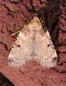 Aglossa costiferalis - Hodges#5511 - photo 3