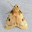Aglossa costiferalis - Hodges#5511 - photo 4