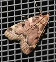 Aglossa costiferalis - Hodges#5511 - photo 5