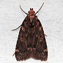 Grease Moth - Hodges#5518