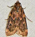Grease Moth - Hodges#5518 - photo 2