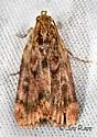 Grease Moth - Hodges#5518 - photo 3