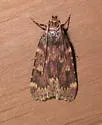 Grease Moth - Hodges#5518 - photo 4