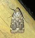 Grease Moth - Hodges#5518 - photo 5
