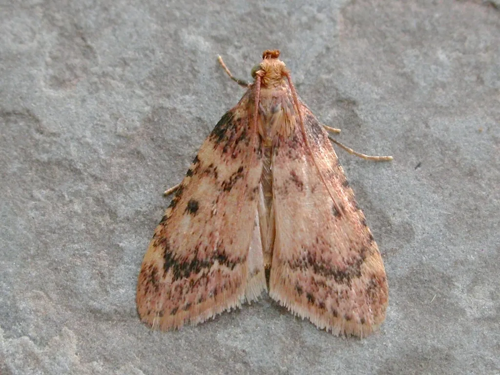Pink-masked Pyralid Moth - Hodges#5512 - photo 2