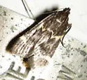 Aglossa electalis - Hodges#5513 - Aglossa electalis