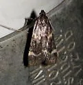 Aglossa electalis - Hodges#5513 - photo 2