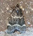 Aglossa electalis - Hodges#5513 - photo 3